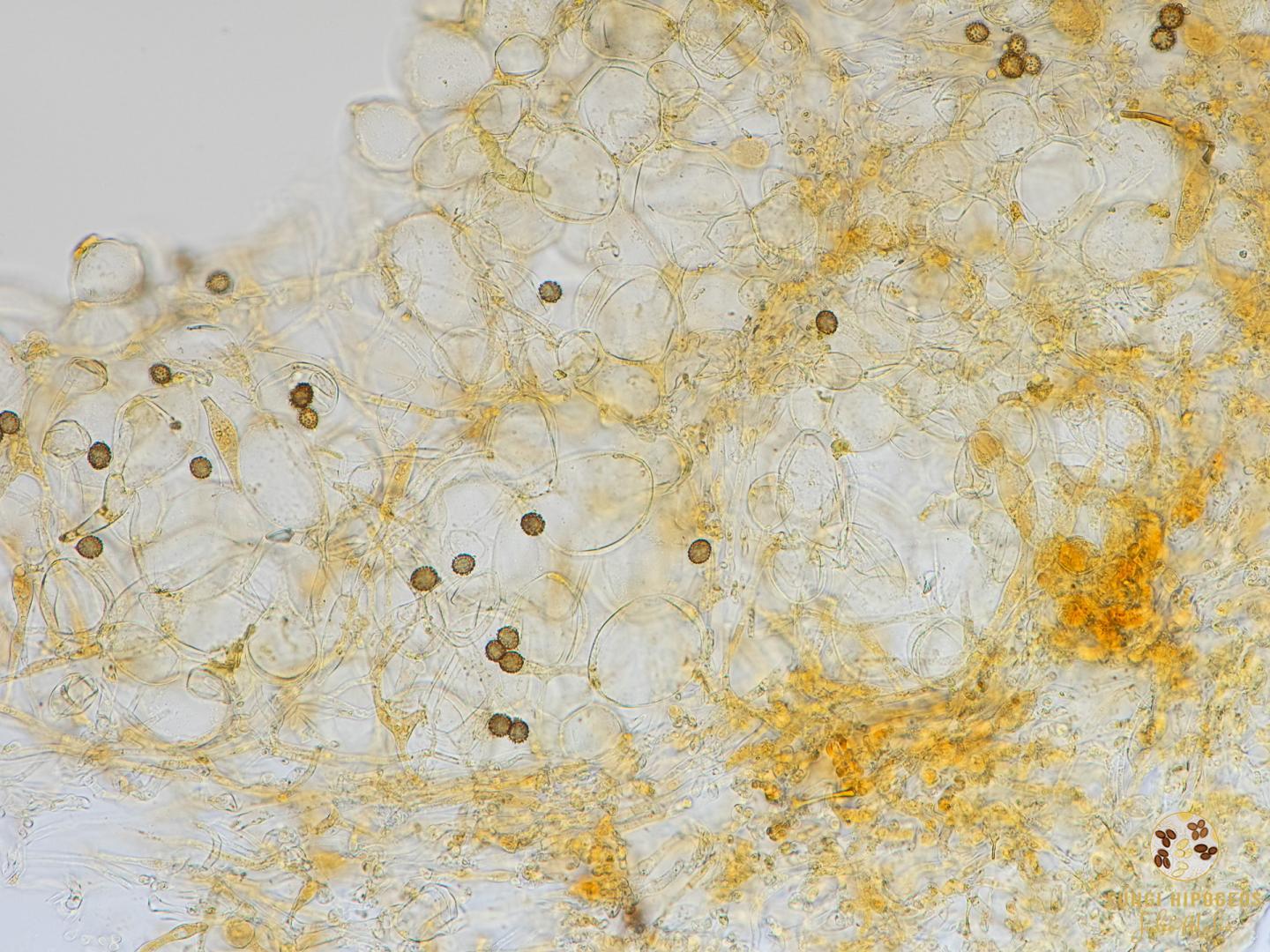 Imagen de portada 1429