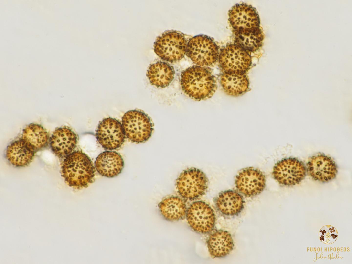 Imagen de portada 1431