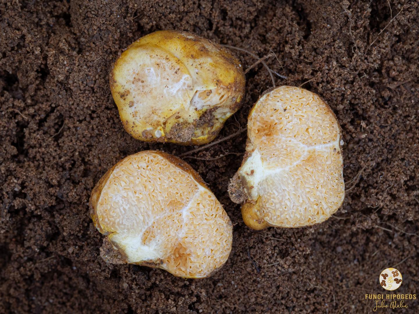 Imagen de portada 1150