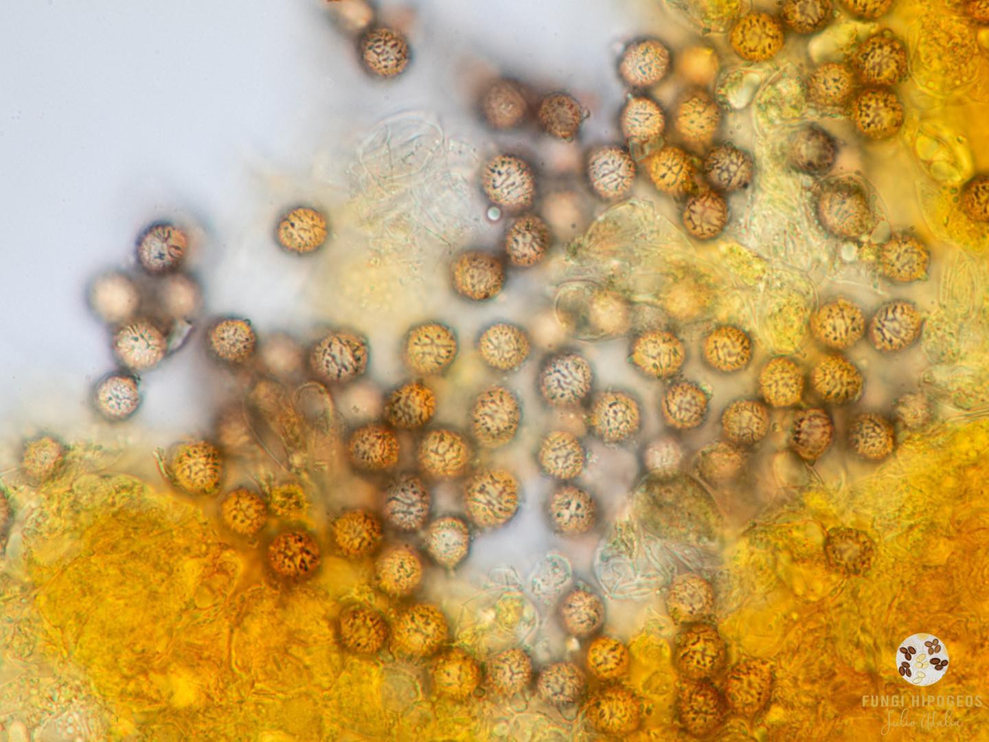 Imagen de portada 1152