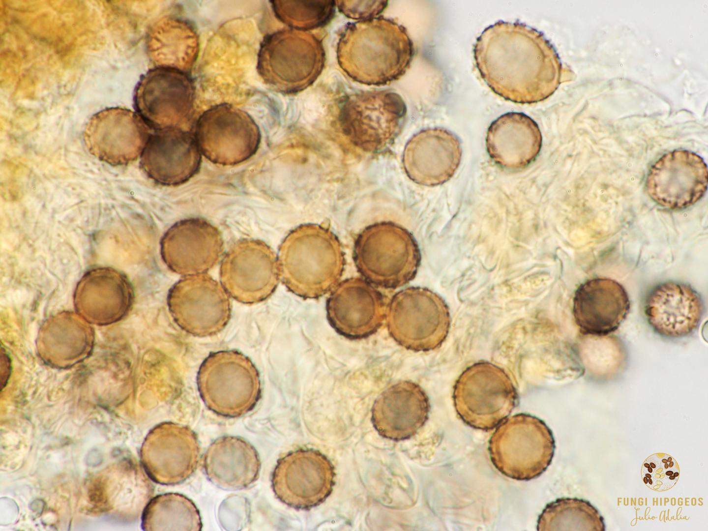 Imagen de portada 1153