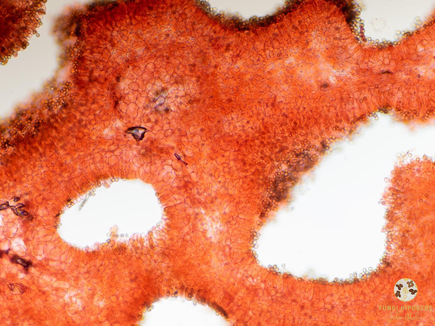 Imagen de portada 1154