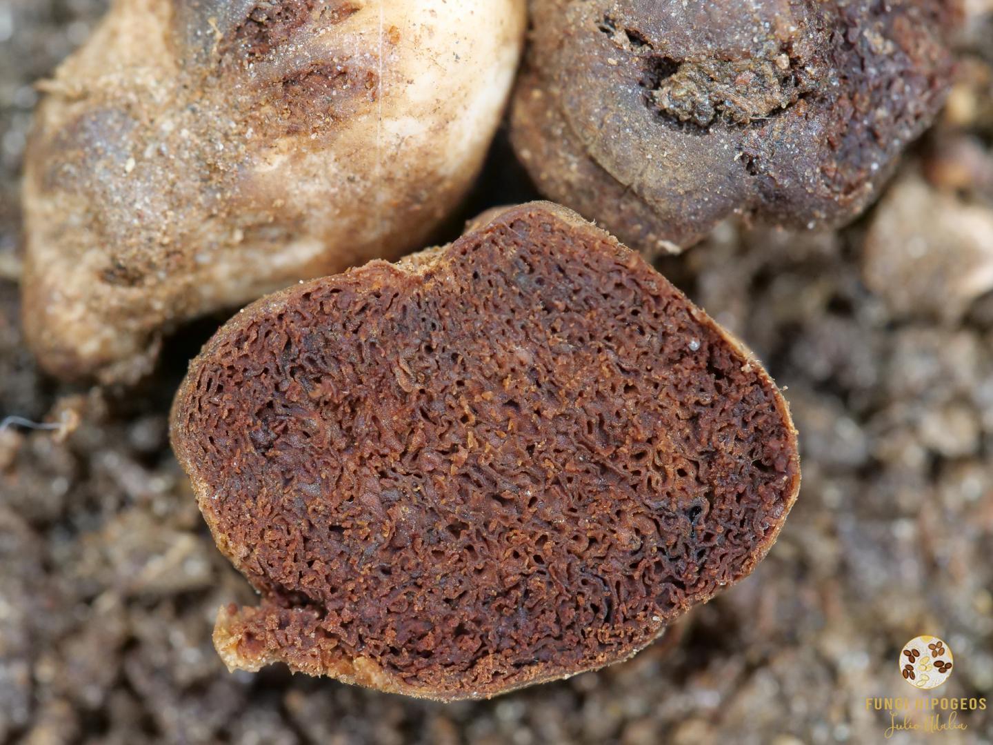 Imagen de portada 1129