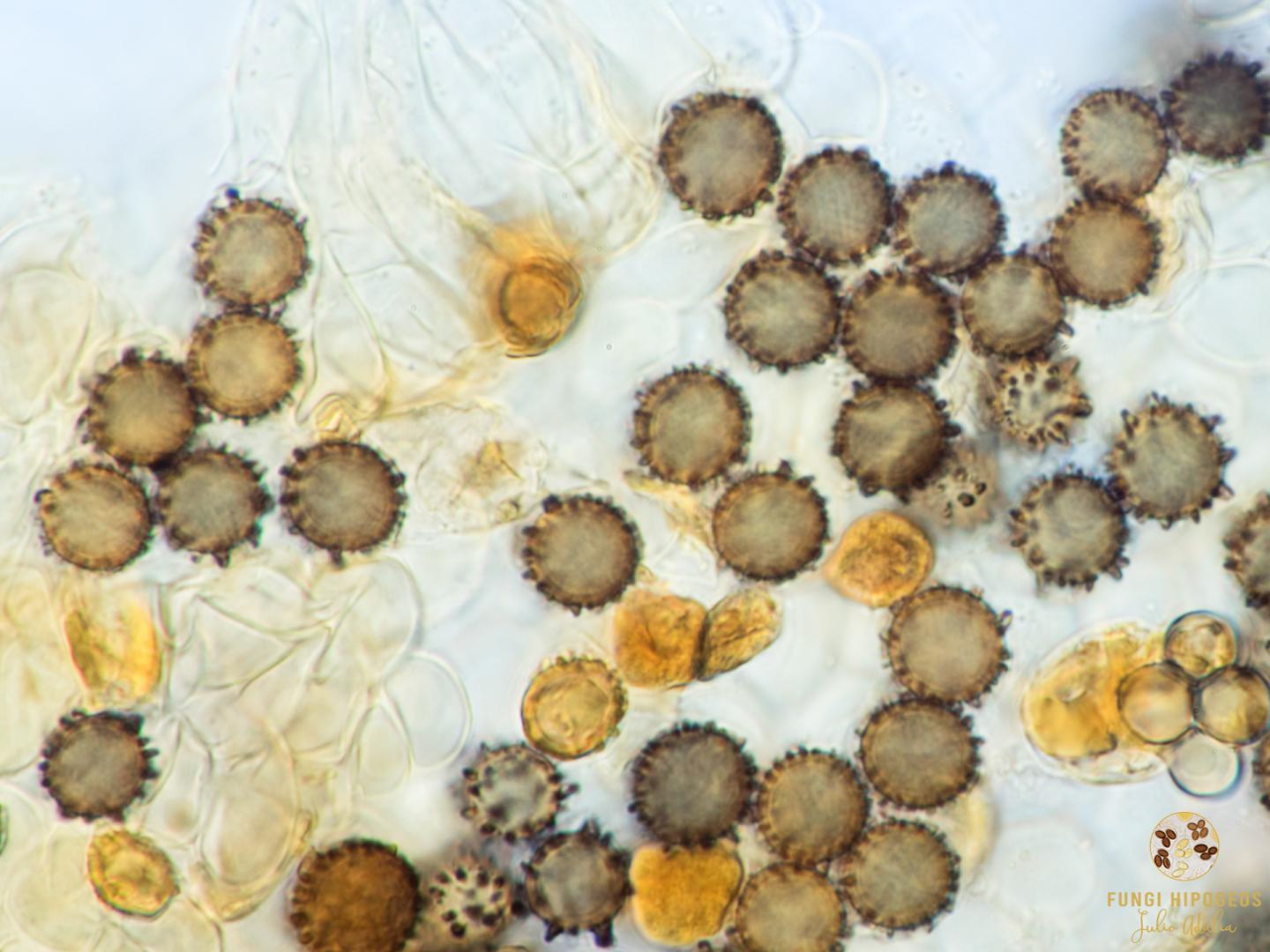 Imagen de portada 1130