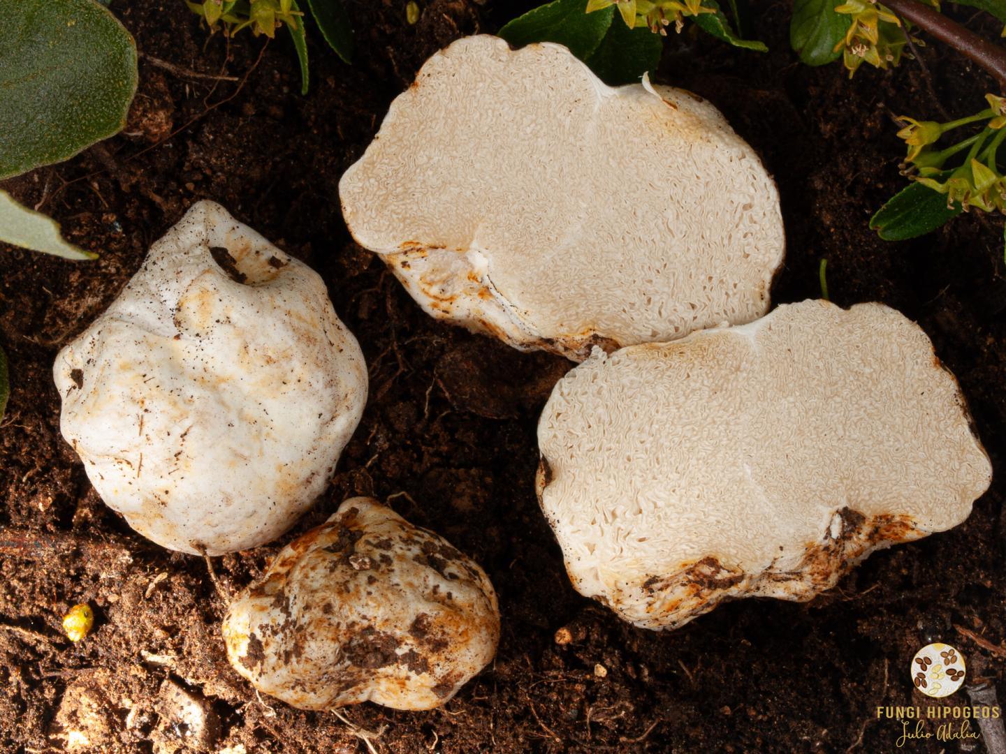 Imagen de portada 1159