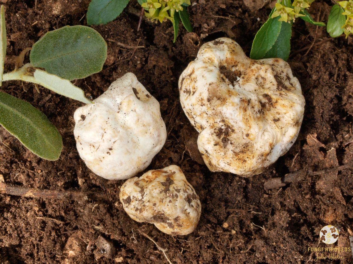 Imagen de portada 1160