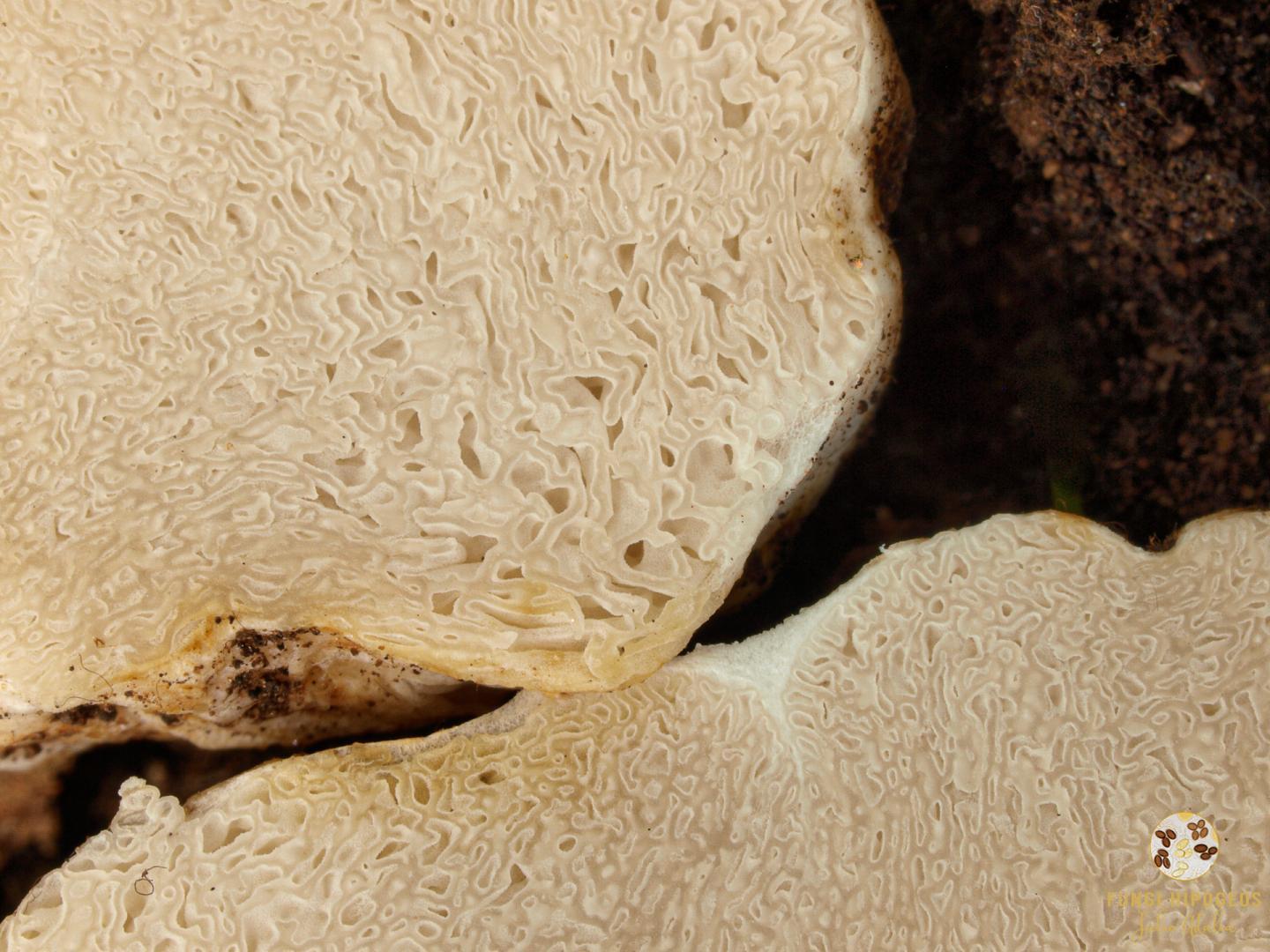 Imagen de portada 1161