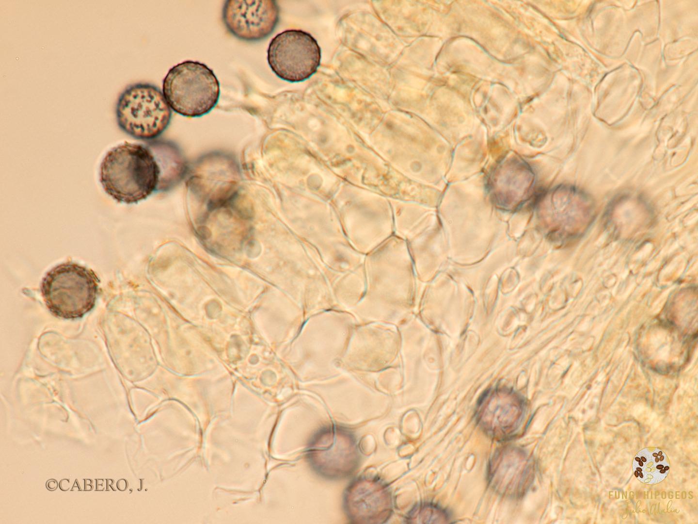 Imagen de portada 1162