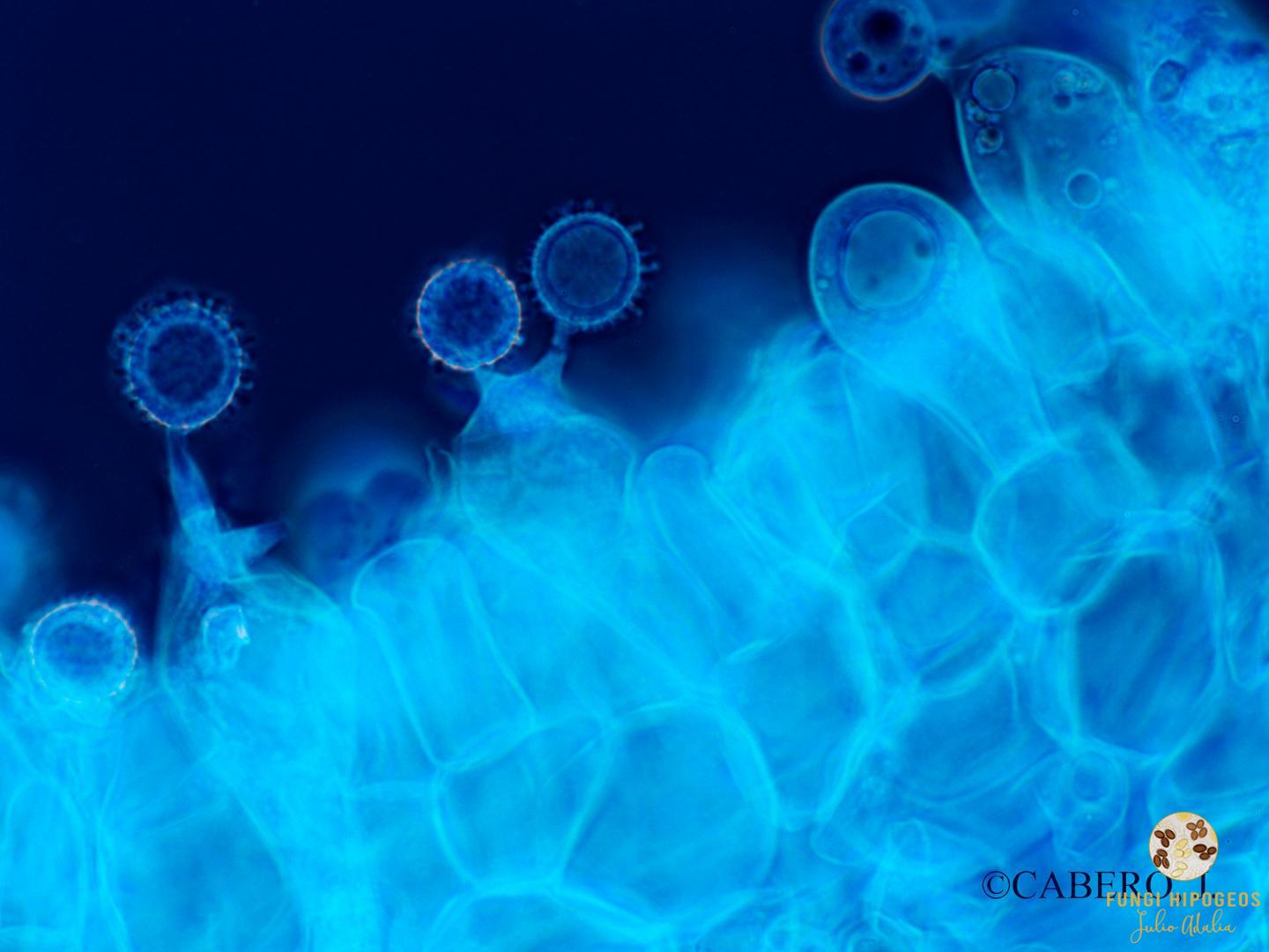 Imagen de portada 1163