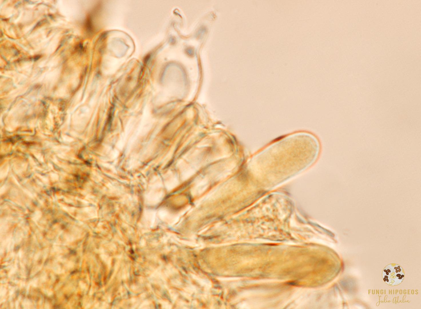 Imagen de portada 1164