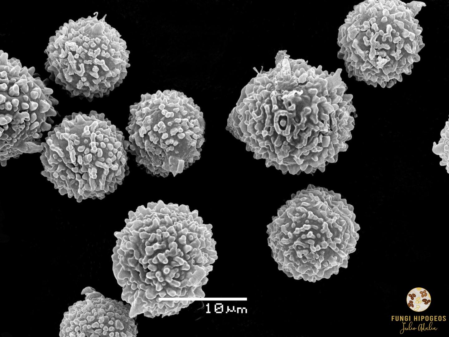 Imagen de portada 1165