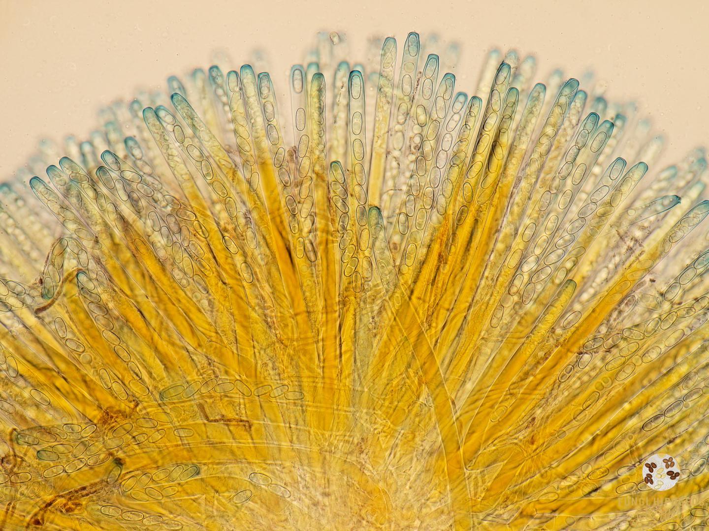 Imagen de portada 386