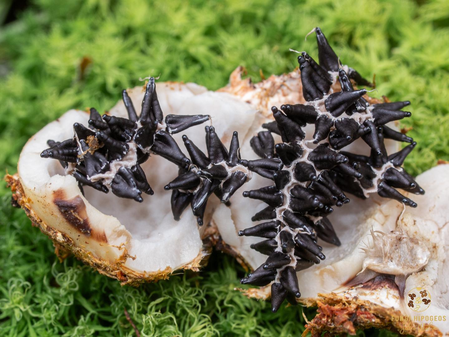 Imagen de portada 1143