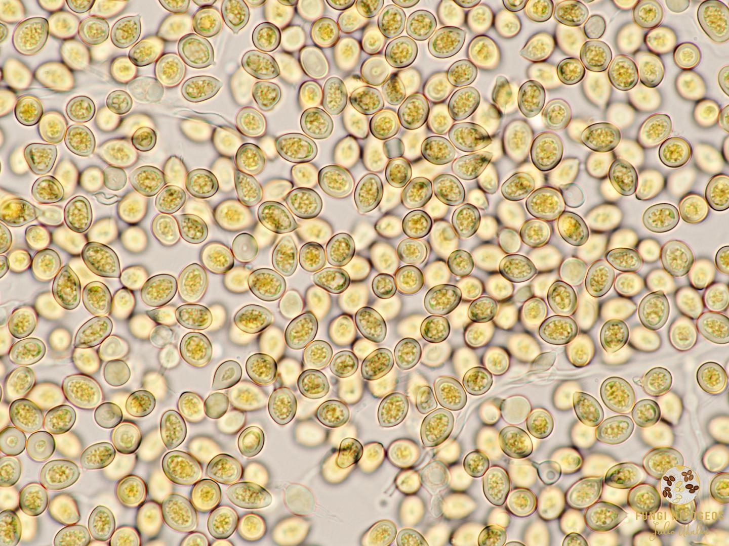 Imagen de portada 1145