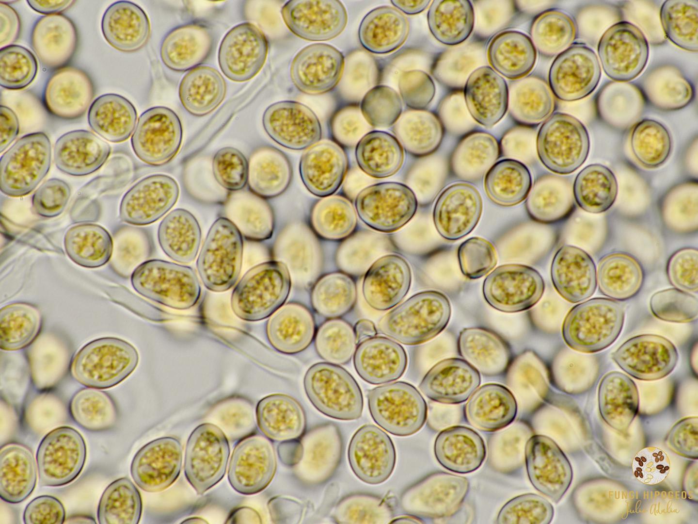 Imagen de portada 1146