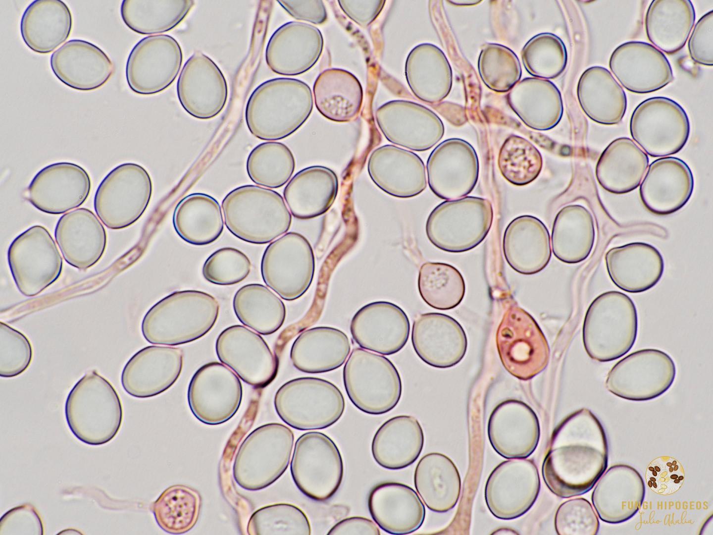 Imagen de portada 1147