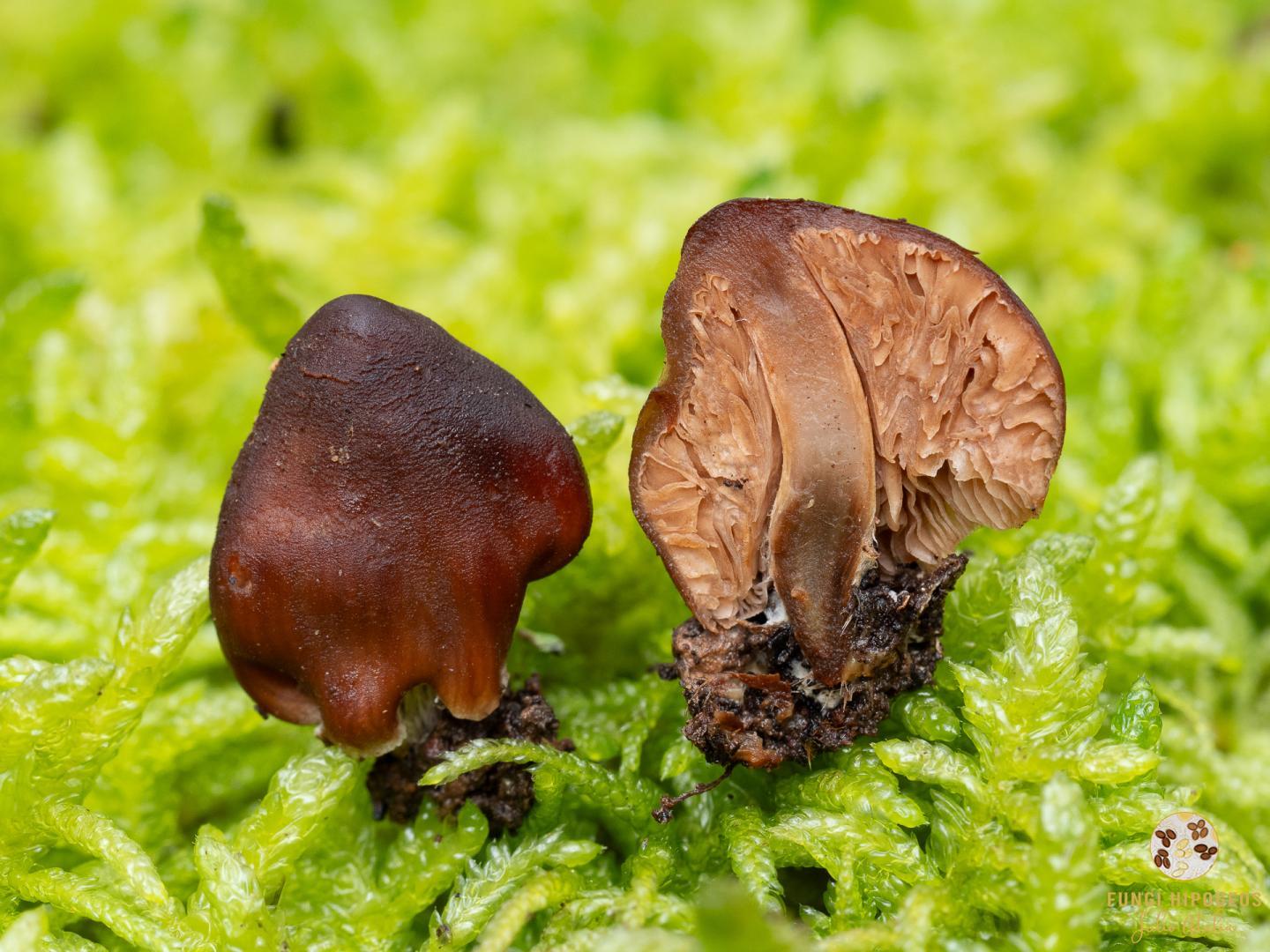 Imagen de portada 943