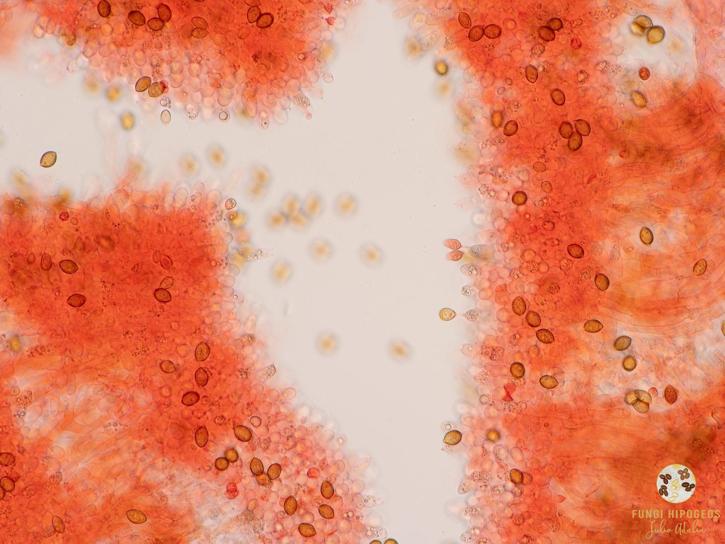 Imagen de portada 944