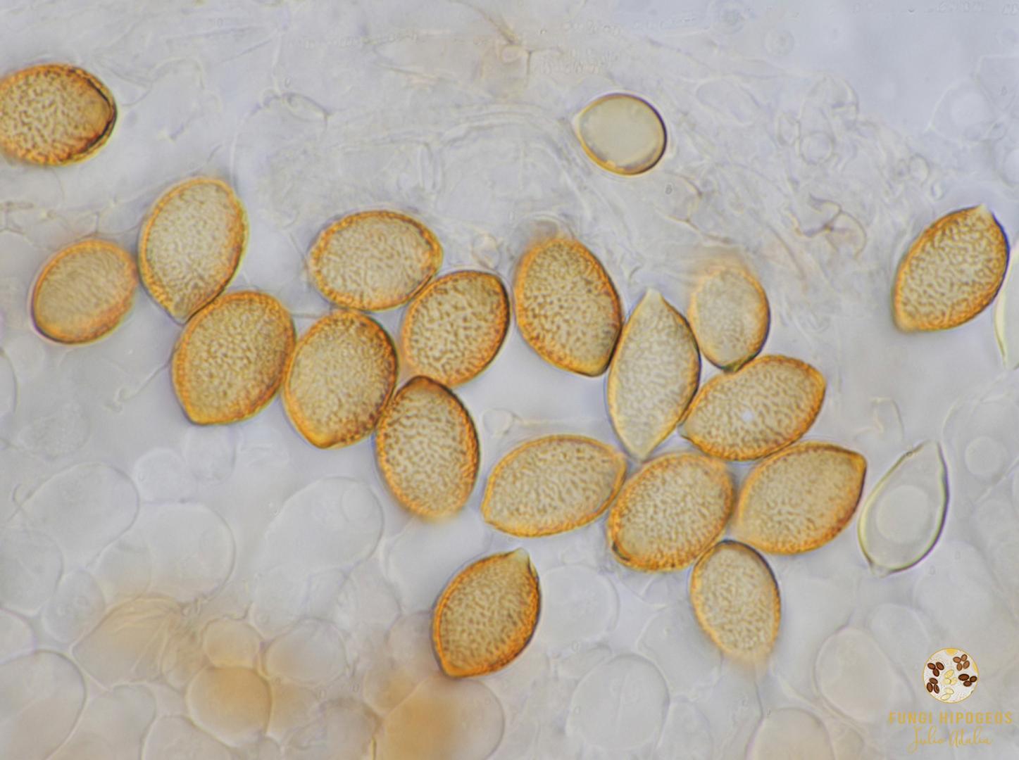 Imagen de portada 946