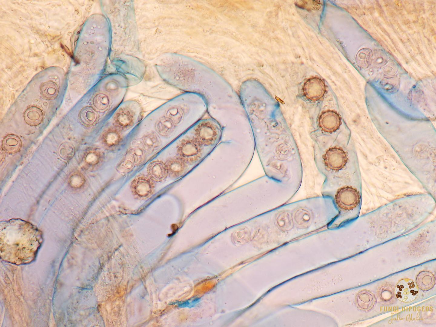 Imagen de portada 392