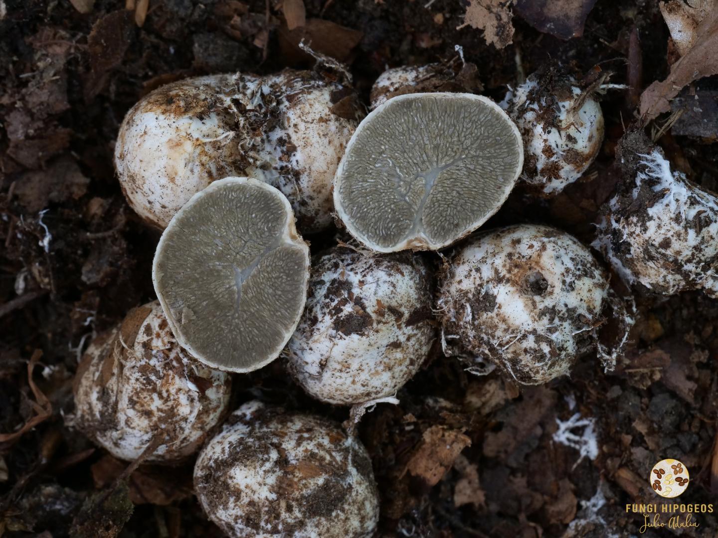 Imagen de portada 1102