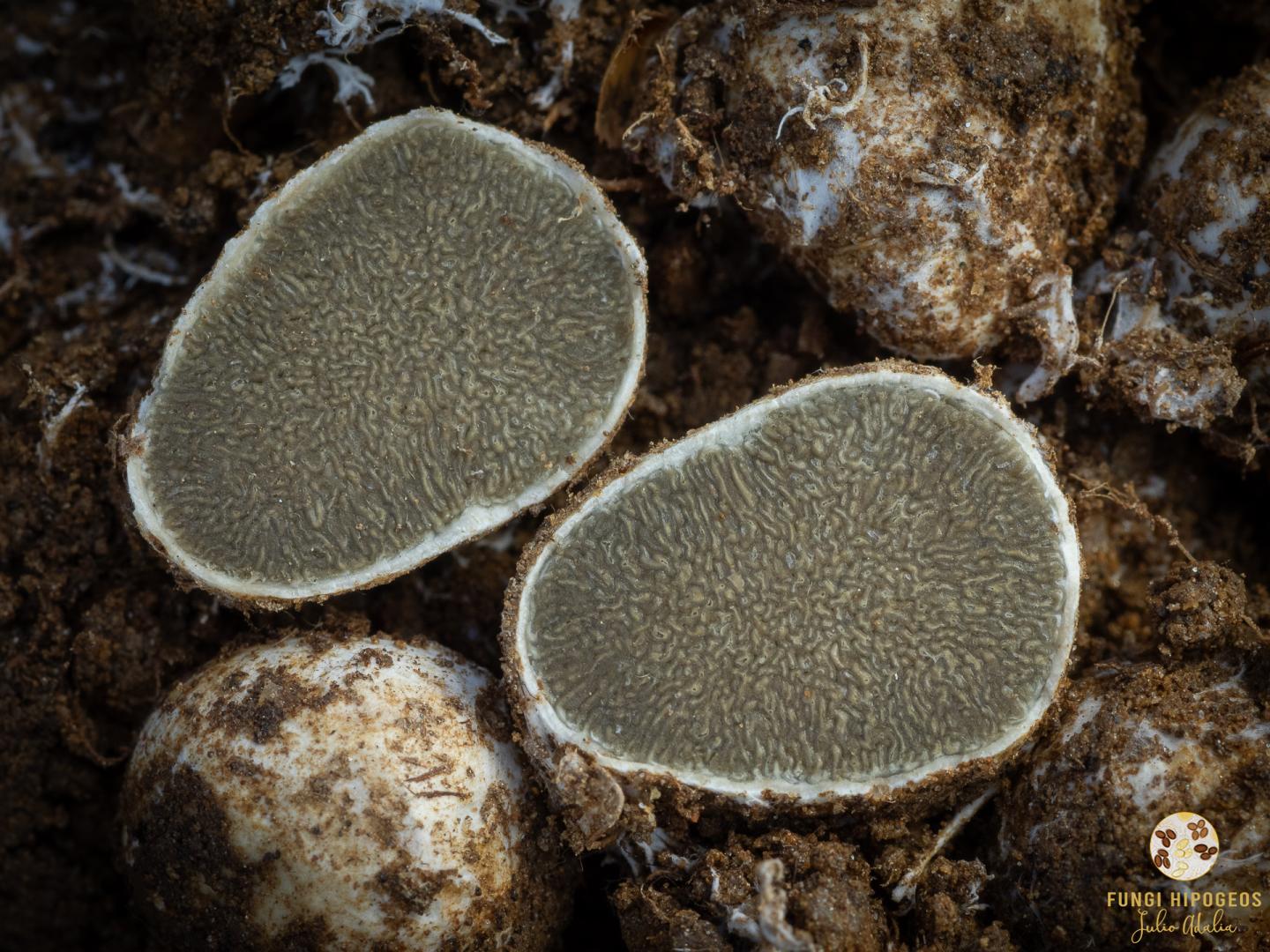 Imagen de portada 1103