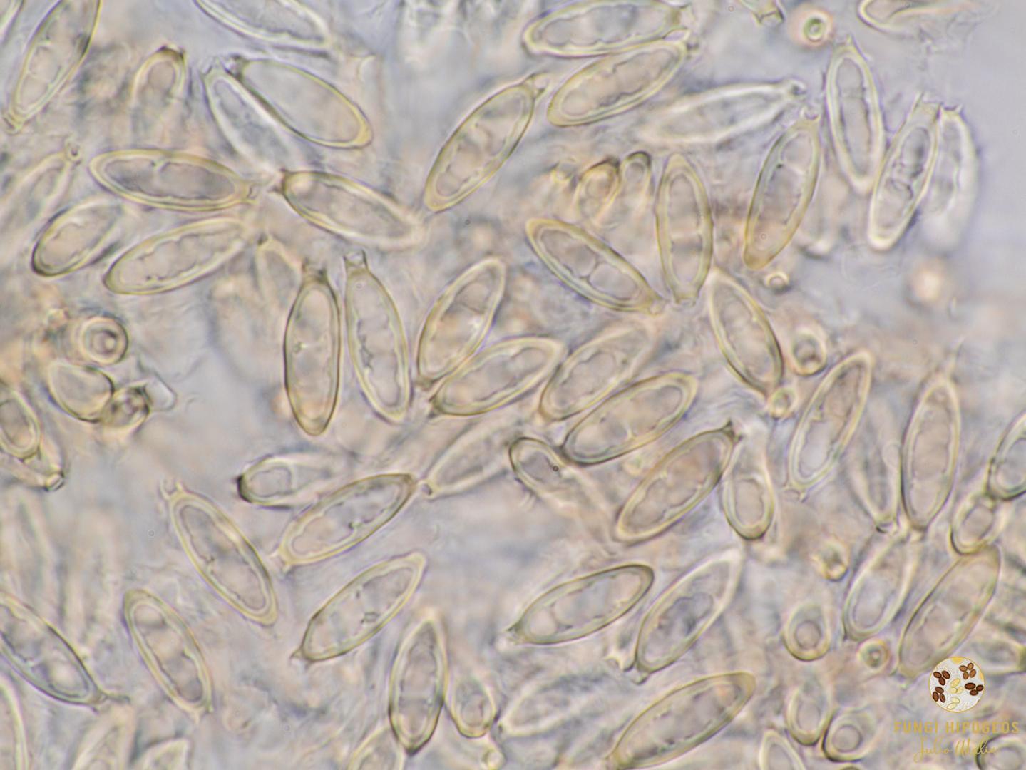 Imagen de portada 1106