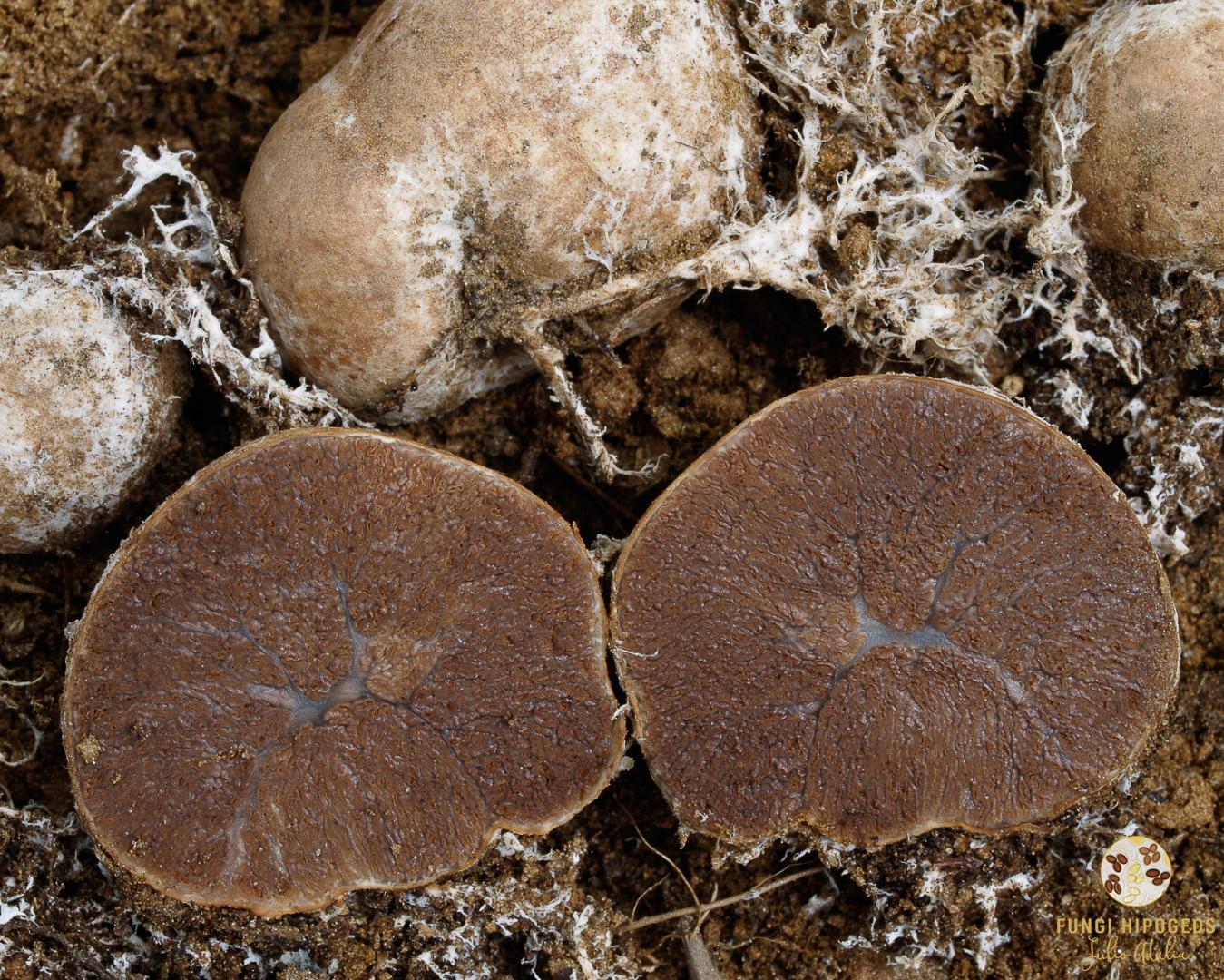 Imagen de portada 1357