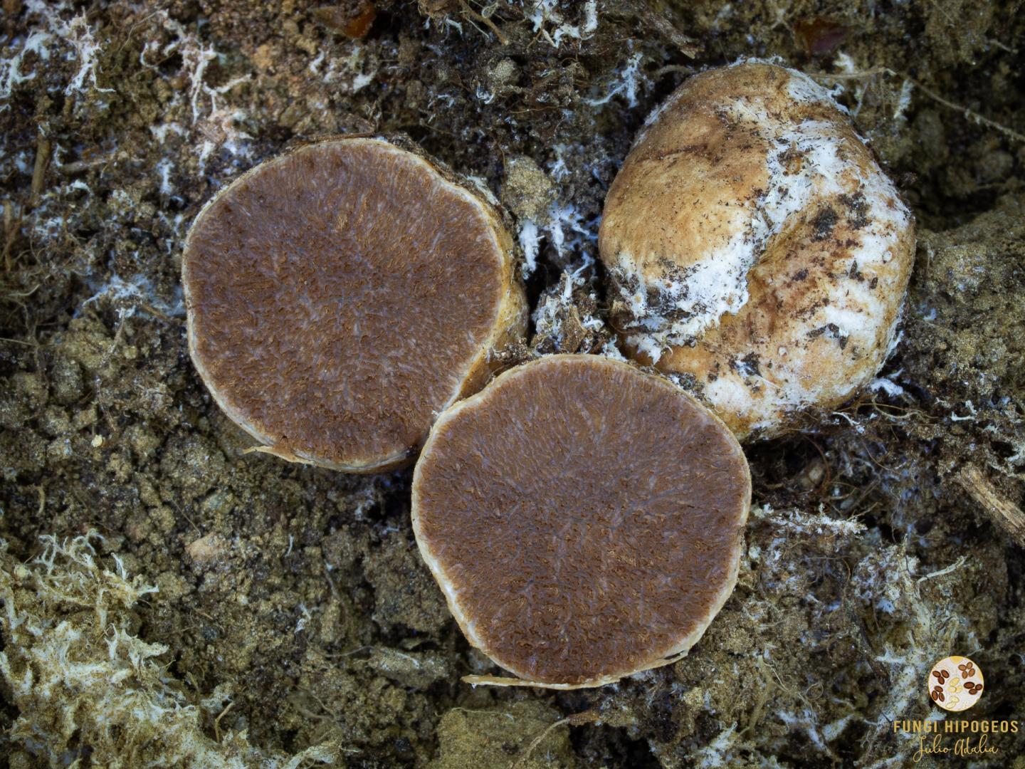 Imagen de portada 1358