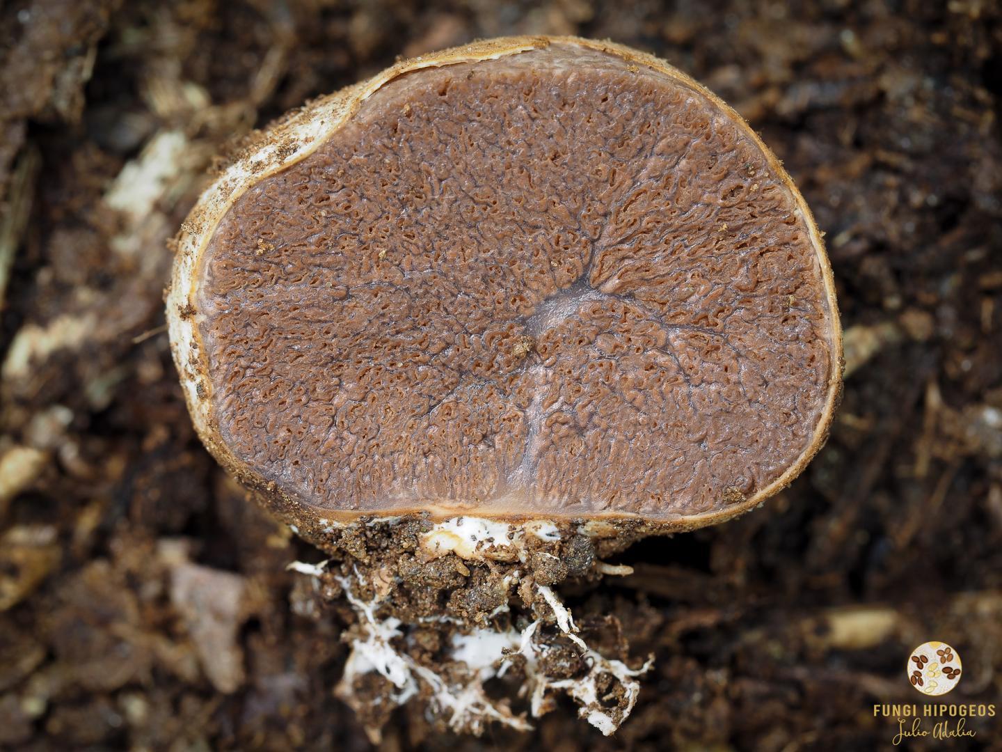 Imagen de portada 1359