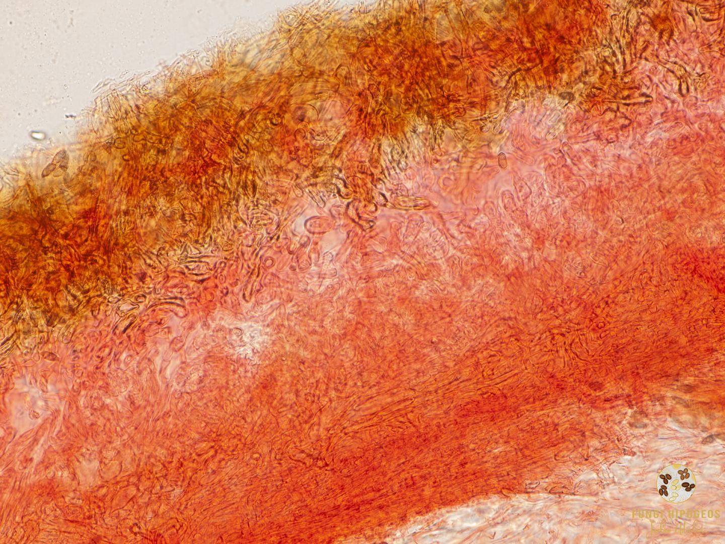 Imagen de portada 1360