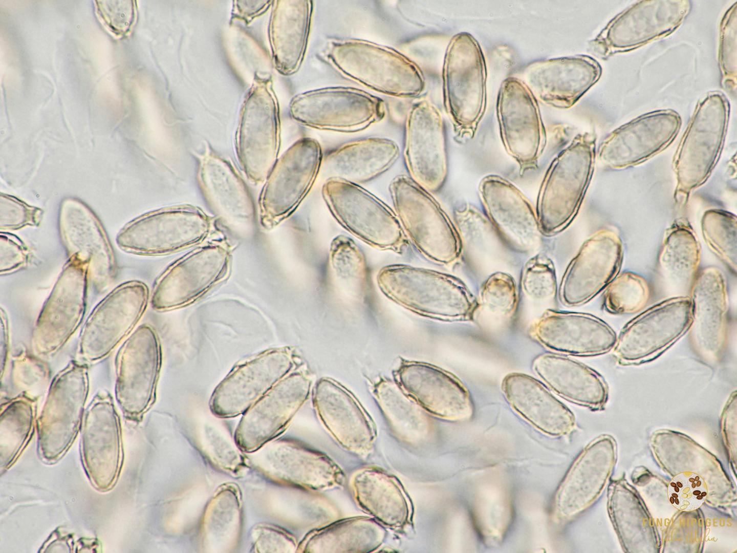 Imagen de portada 1363