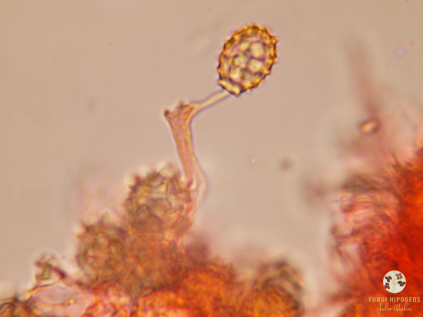 Imagen de portada 932