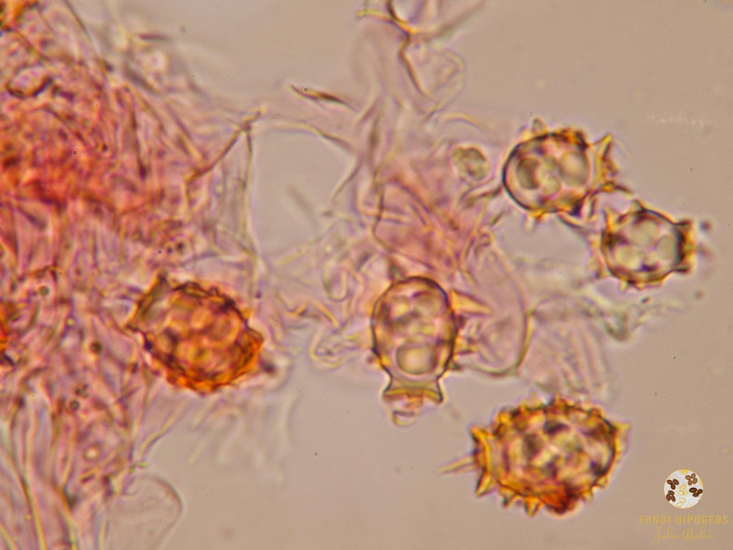 Imagen de portada 933