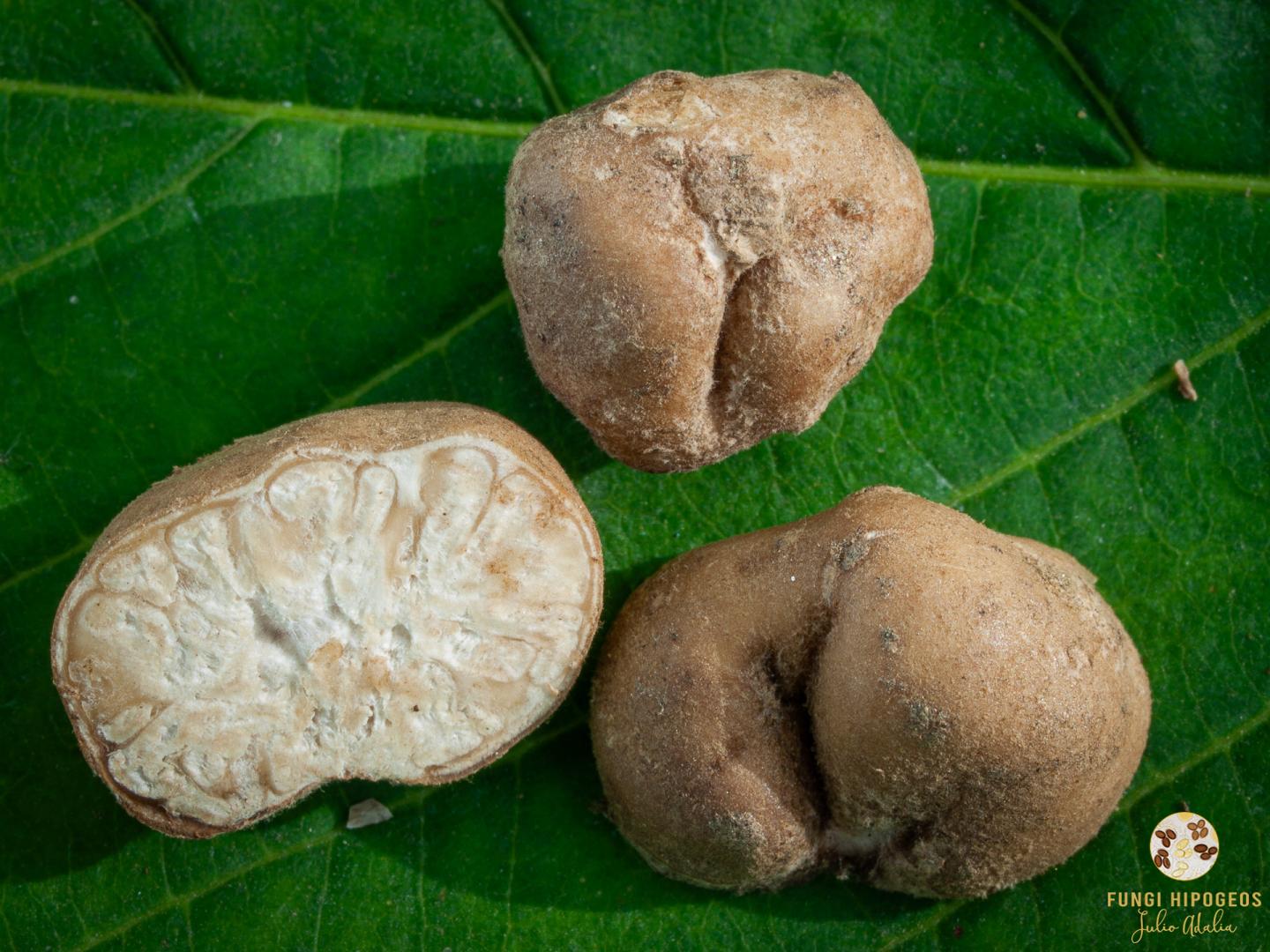 Imagen de portada 589