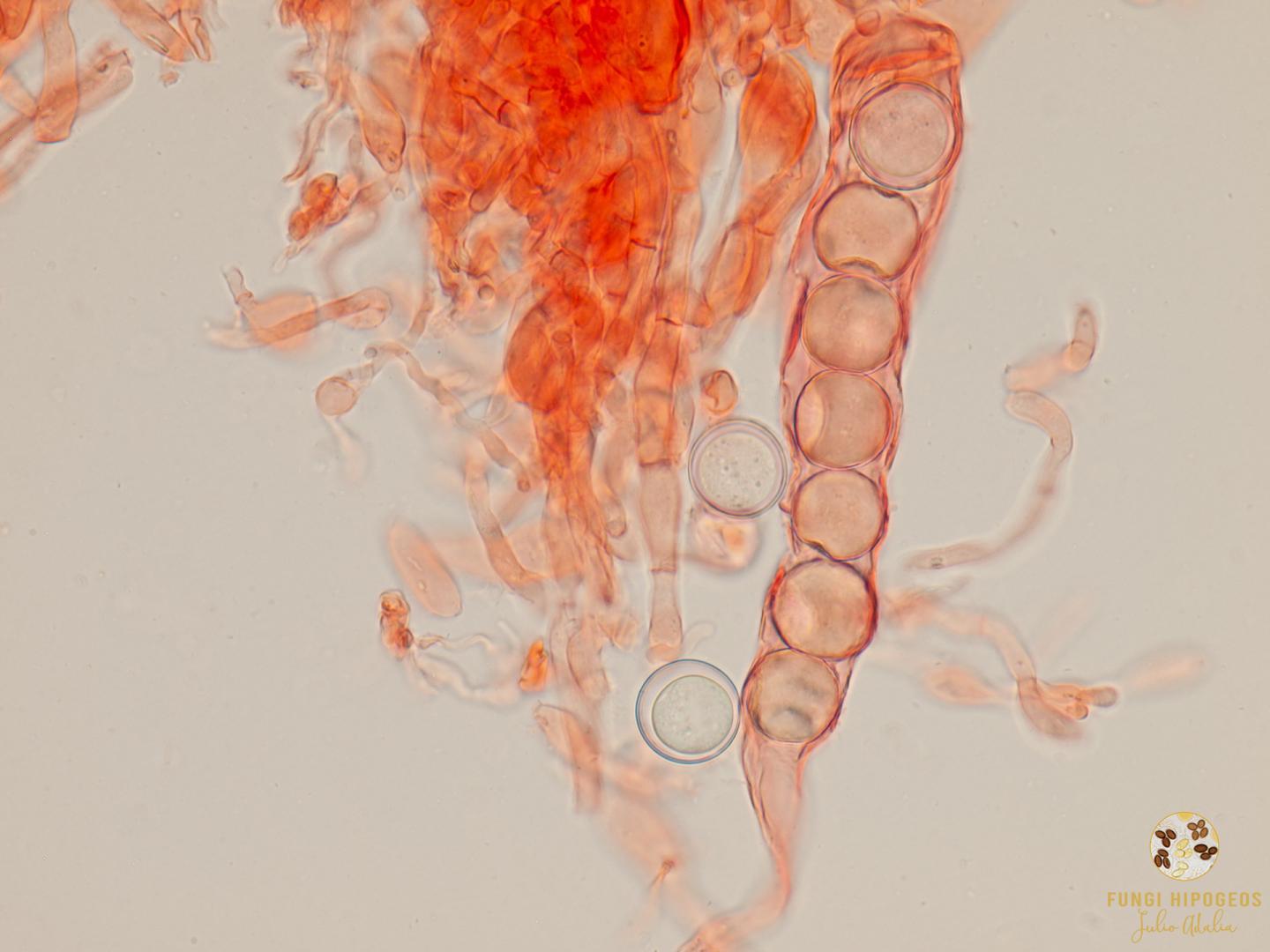 Imagen de portada 590