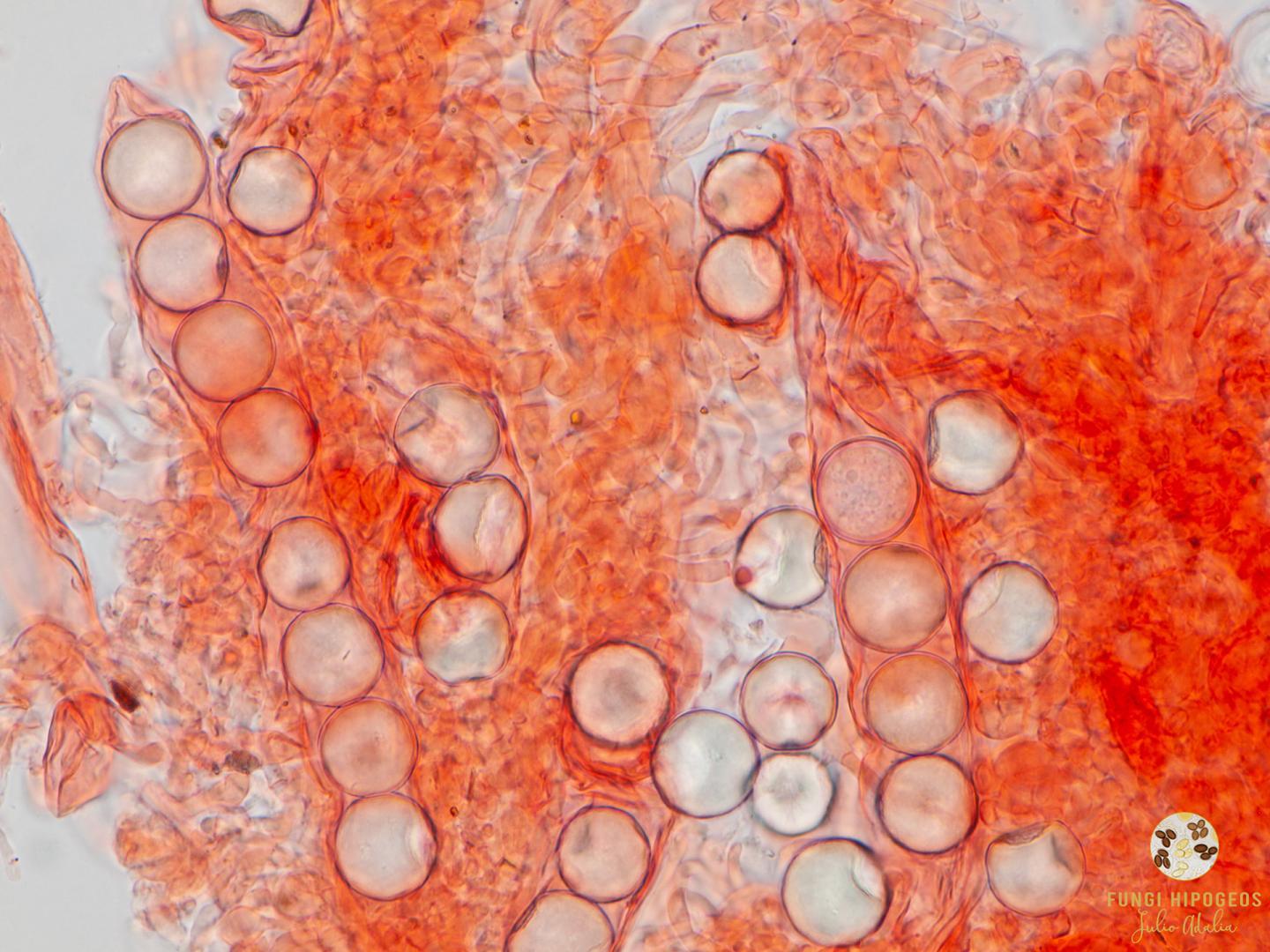 Imagen de portada 591