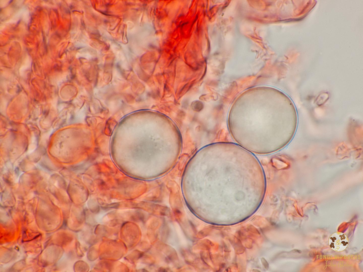 Imagen de portada 592