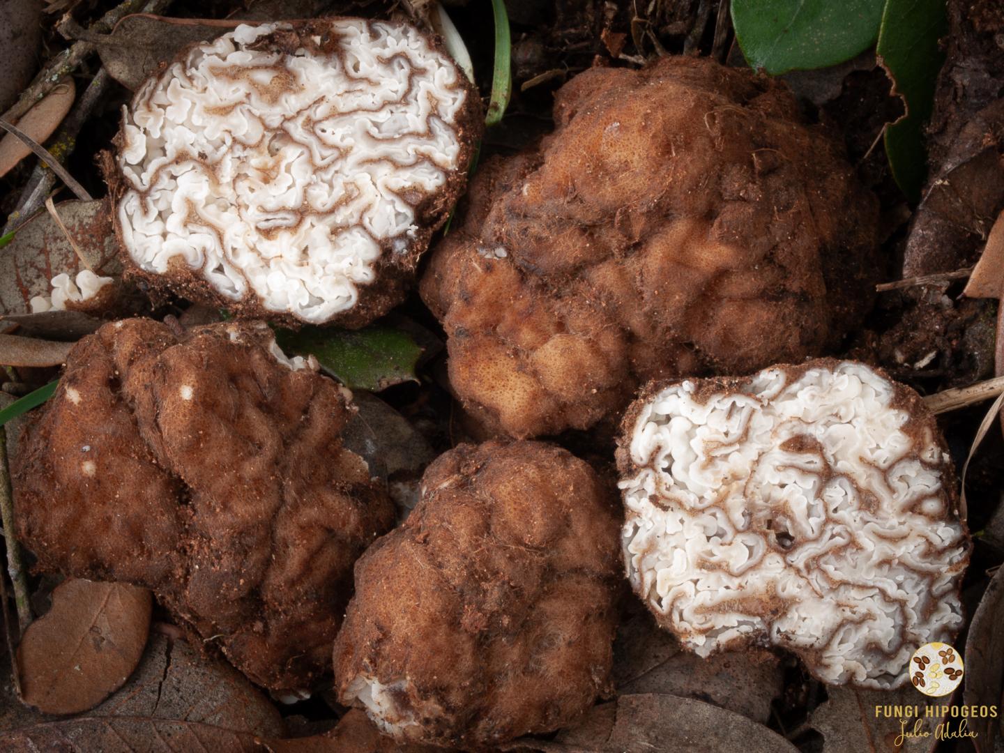 Imagen de portada 577