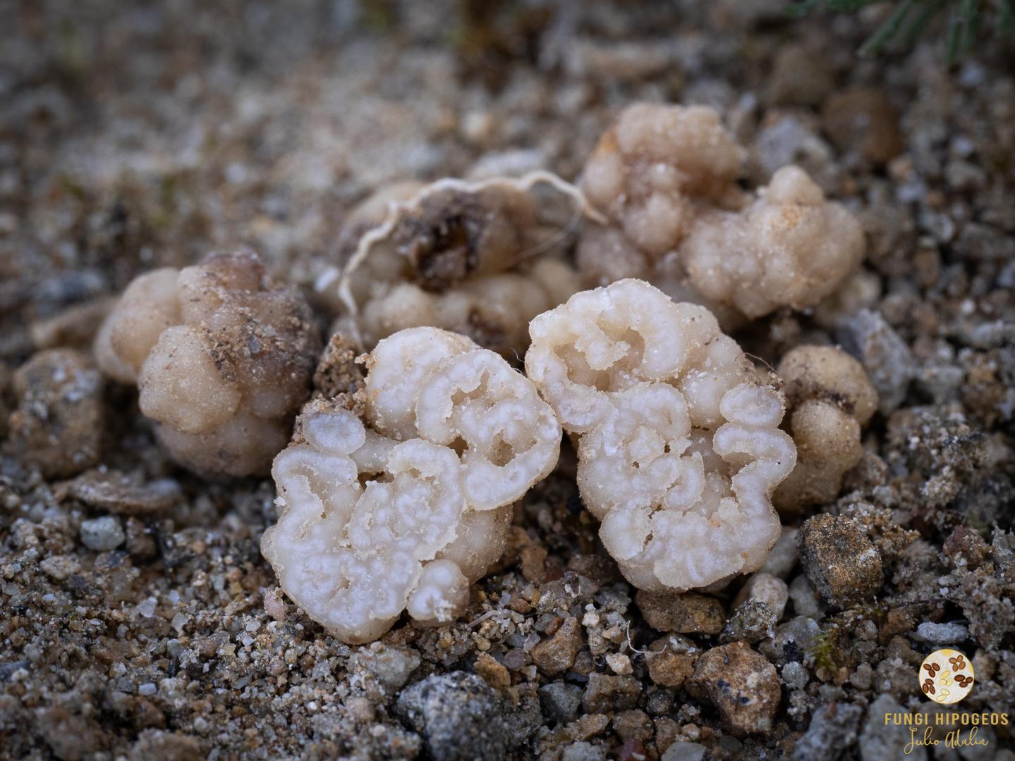 Imagen de portada 586