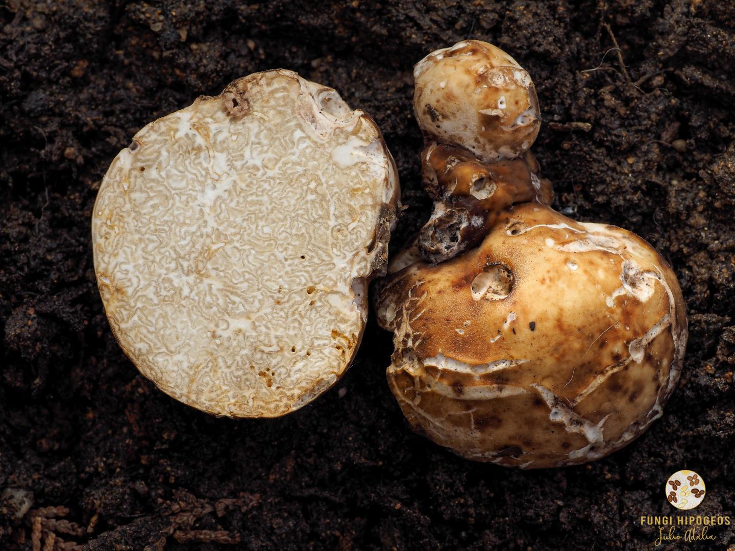 Imagen de portada 632