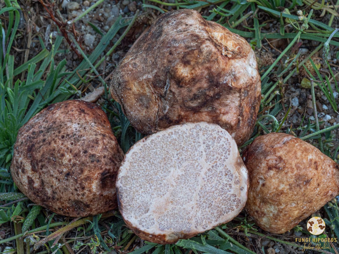 Imagen de portada 796