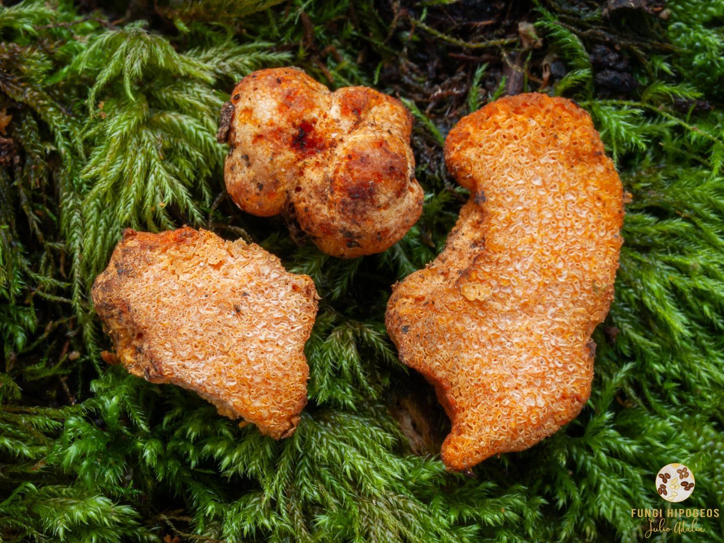 Imagen de portada 929