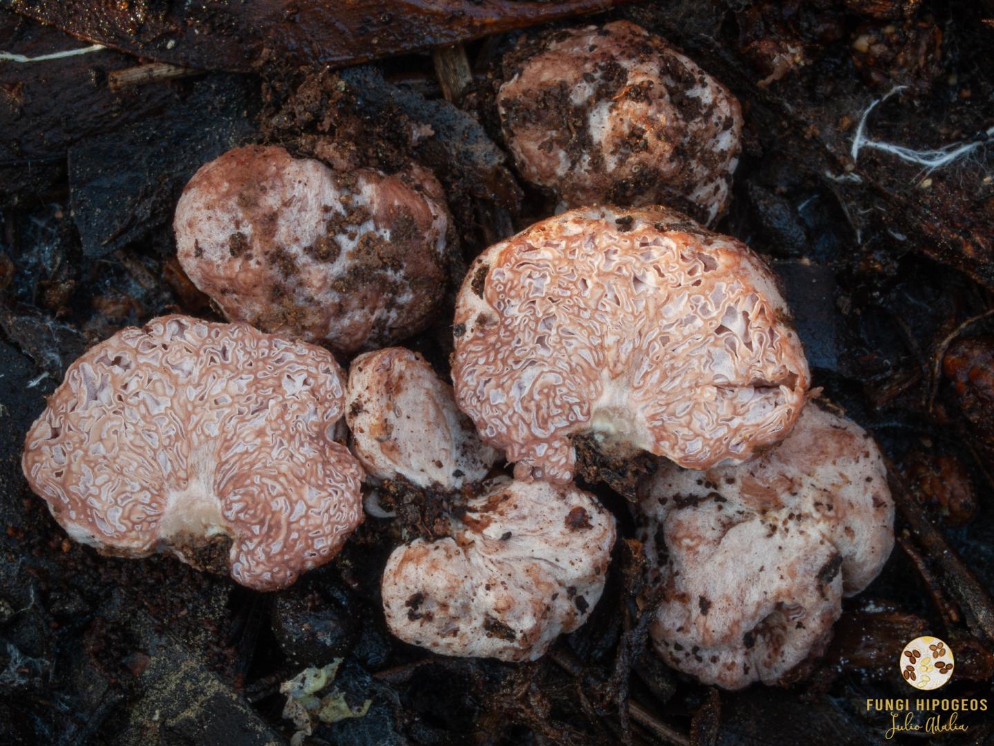 Imagen de portada 970