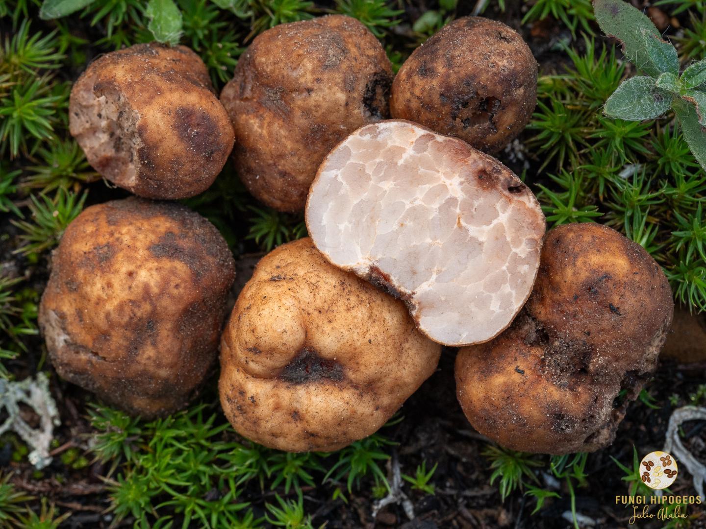 Imagen de portada 806