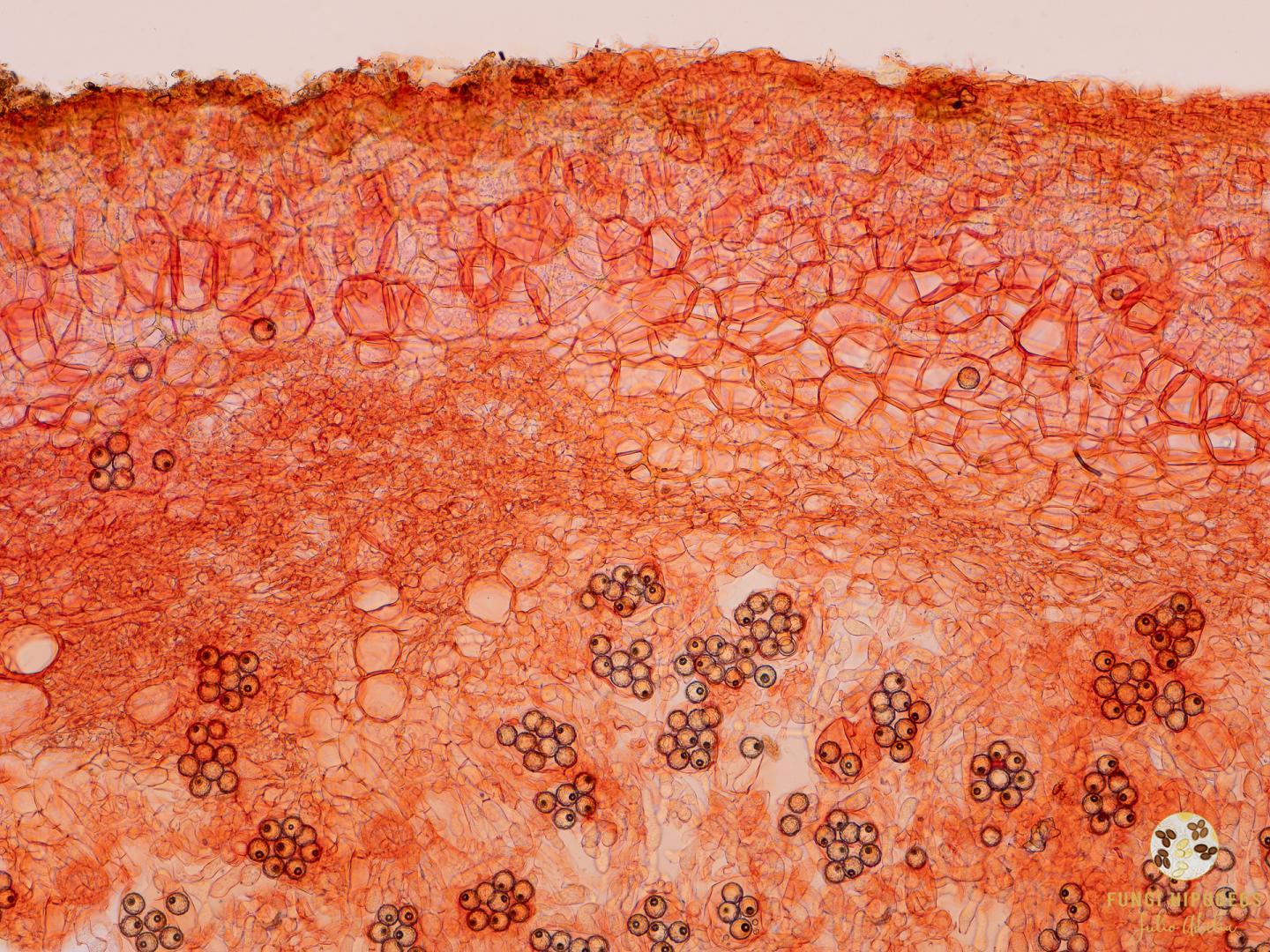 Imagen de portada 808