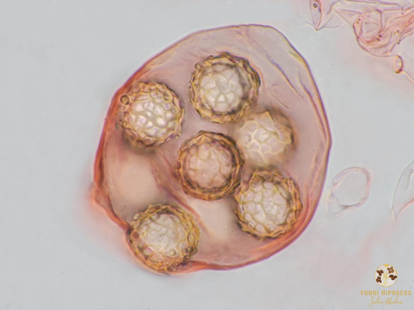 Imagen de portada 810