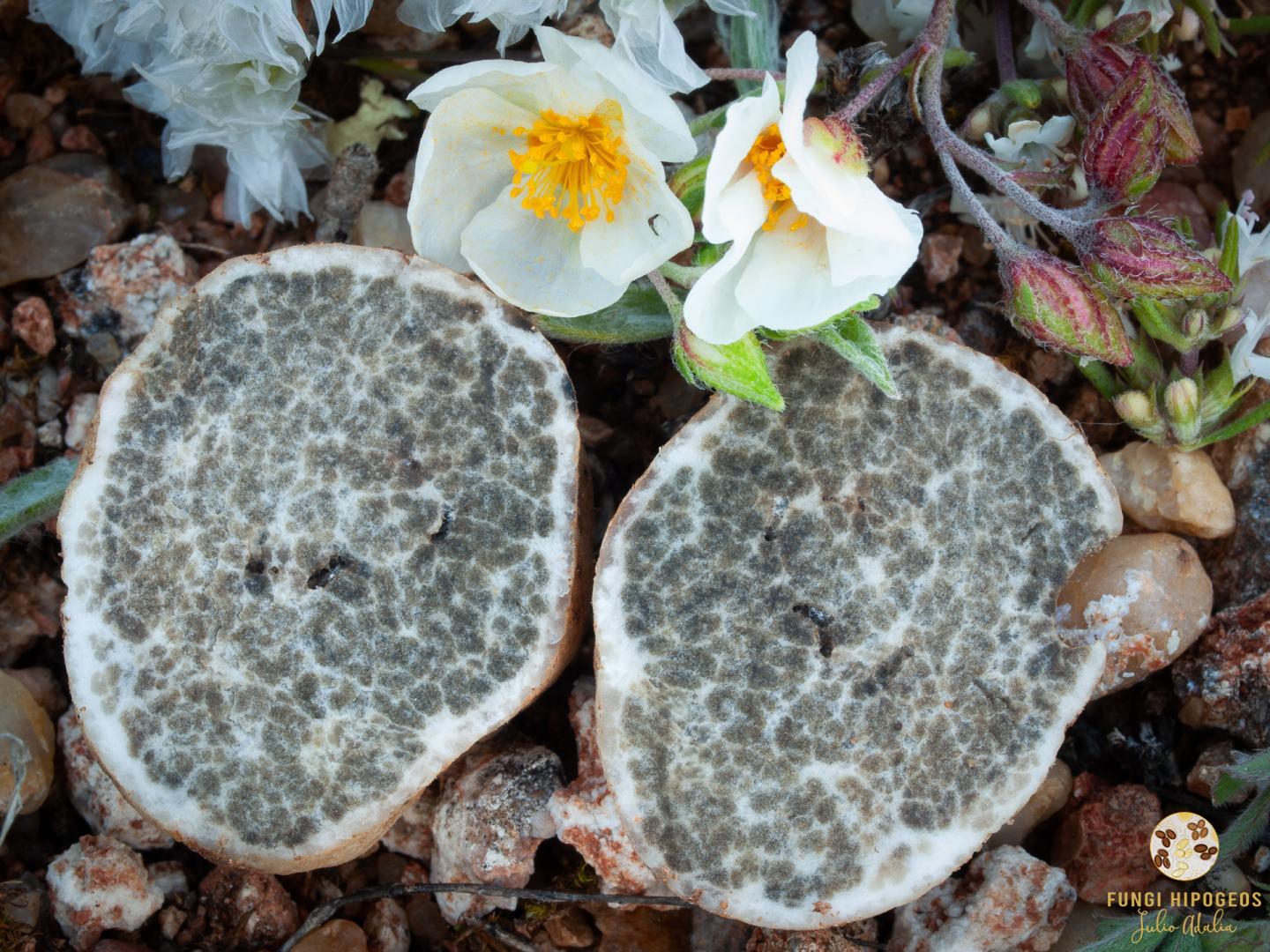 Imagen de portada 799