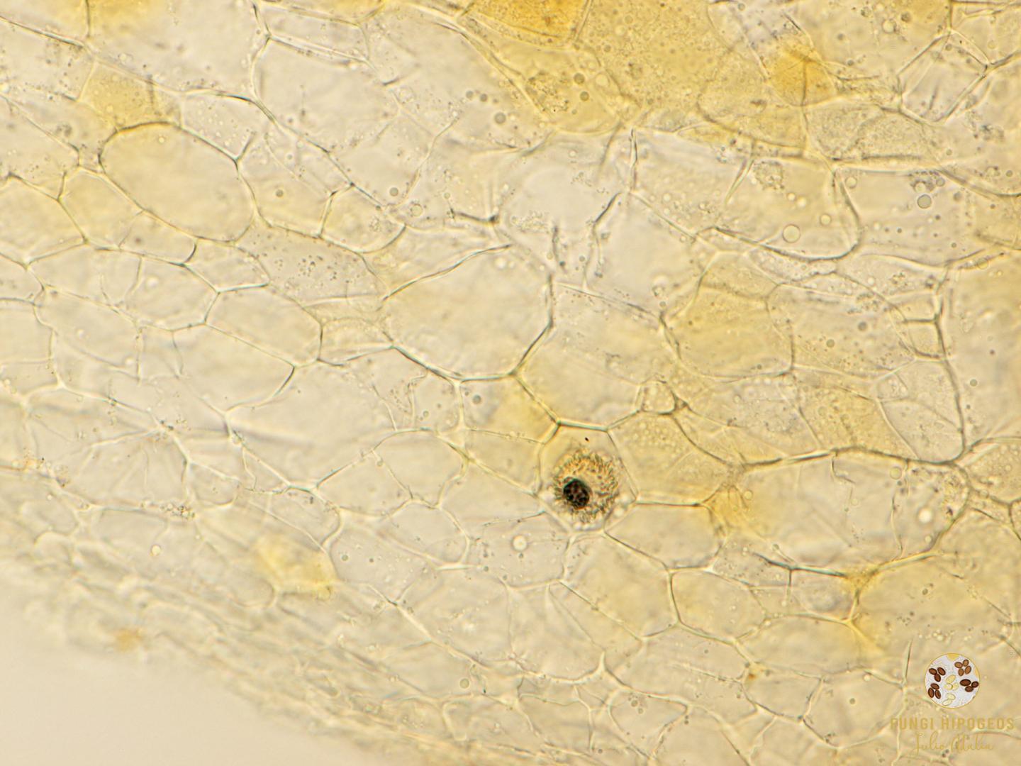 Imagen de portada 801