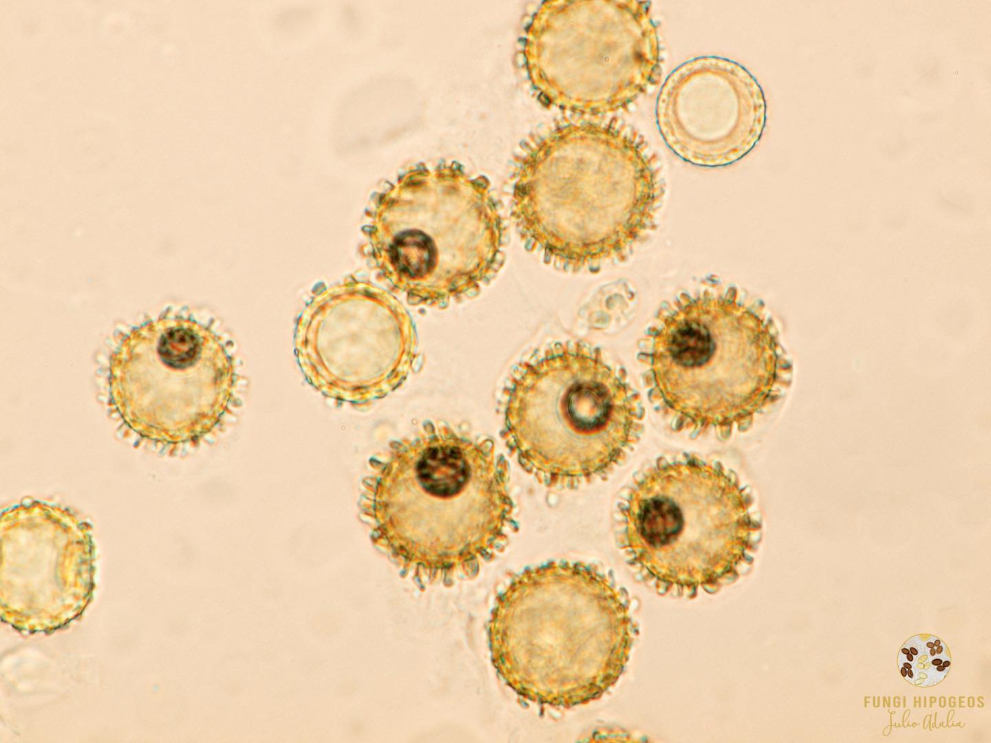 Imagen de portada 803